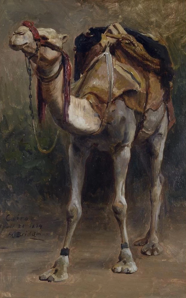 Studio di cammello